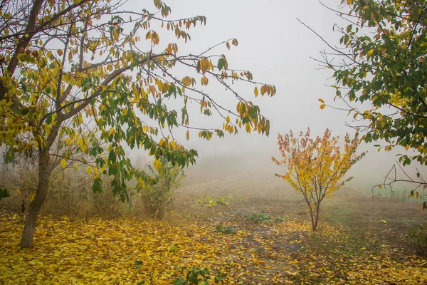 Folhas Amarelas Uma Árvore Nevoeiro Fundo Como Textura — Fotografia de Stock