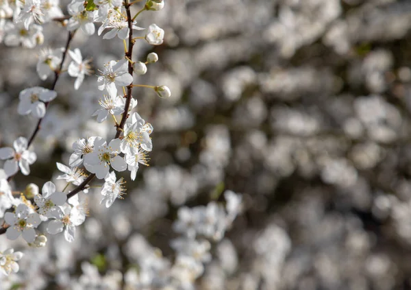 Wild cherry blossom on Tree in spring white