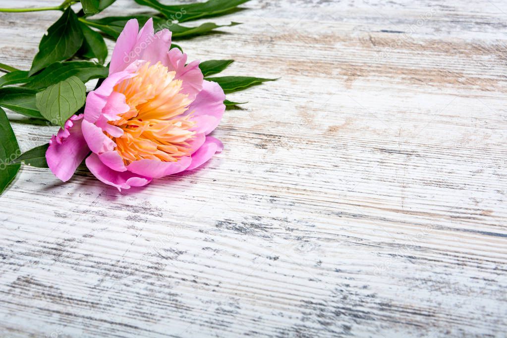 Pink peony with green leaves lying on top of textured old antique wooden background, for billboard, website, flatlay, copyspace