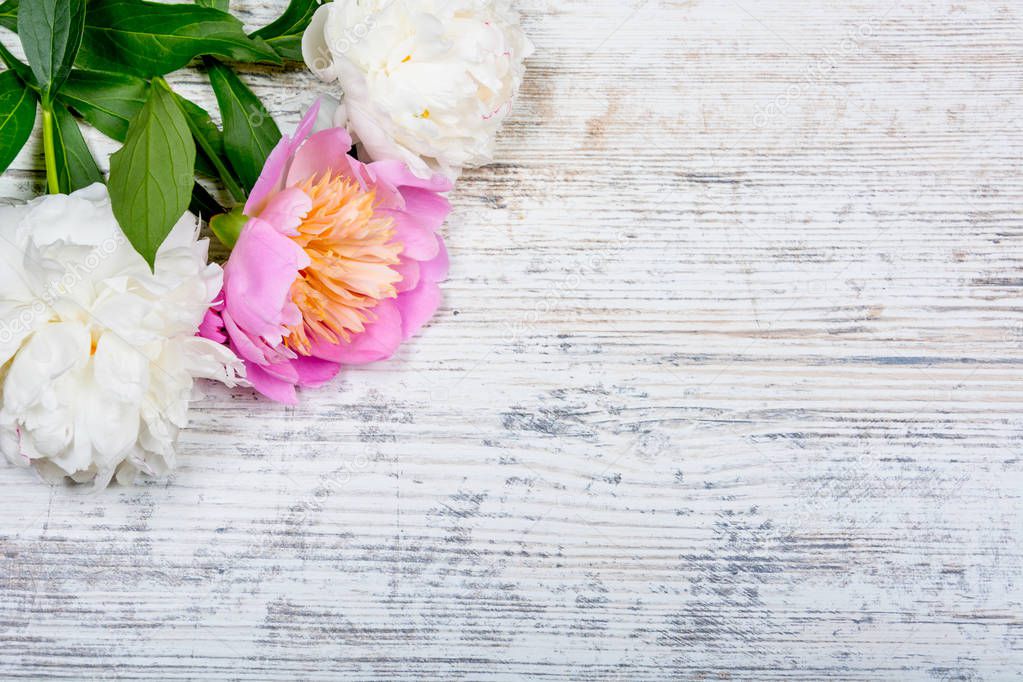 Three white and pink peonies with green leaves on a textured old background of vintage wooden boards for advertising, site, copyspace, Flat lay