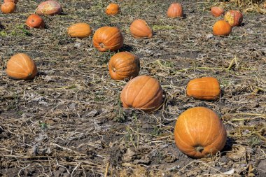 Büyük ve küçük kabak sonbaharda hasat, onlar yerde vardır. Cadılar Bayramı için kabak