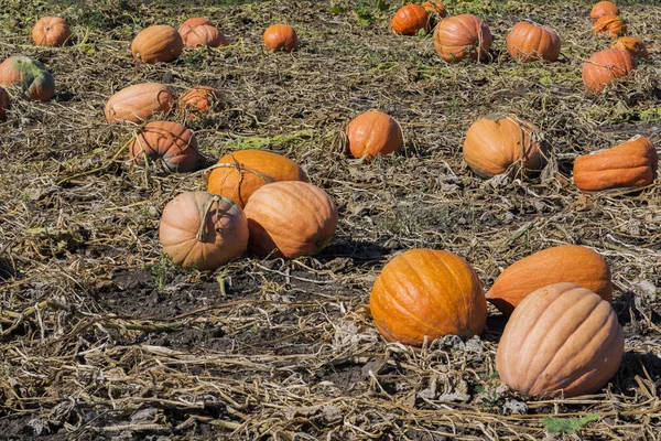 Skörden Stora Och Små Pumpor Höst Marken Pumpa Till Halloween — Stockfoto