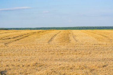 Alandan sonra çavdar ve buğday hasat. Yaz veya sonbahar ve mavi gökyüzü bulutlu