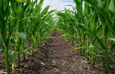 Yeşil mısır closeup, büyüyen dikti mavi gökyüzü bulutlu karşı temiz satırlardaki. Agriculture.Ukraine 