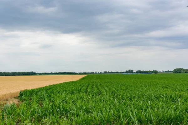 Yeşil büyüyen mısır bitkileri mavi gökyüzü bulutlu bir alan ile sınır satırlara, yerleştirmiş. Agriculture.Ukraine