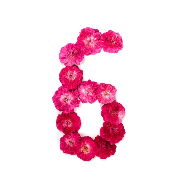 Numer Kwiatów Czerwony Różowy Róż Białym Tle Typograficzne Elementu Projektu — Zdjęcie stockowe