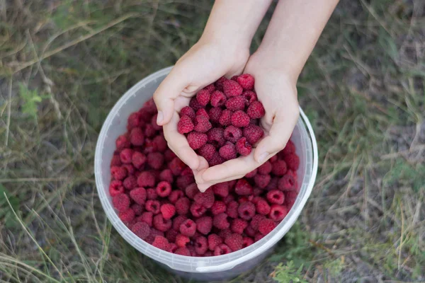 Fresh Ripe Raspberries Palms Girl Summer Food Vitamins Summer Background — Stock Photo, Image