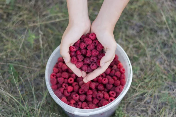 Fresh Ripe Raspberries Palms Girl Summer Food Vitamins Summer Background — Stock Photo, Image