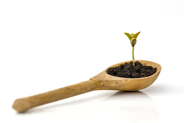 Petit Germe Arbre Une Plante Pousse Dans Sol Dans Une Images De Stock Libres De Droits