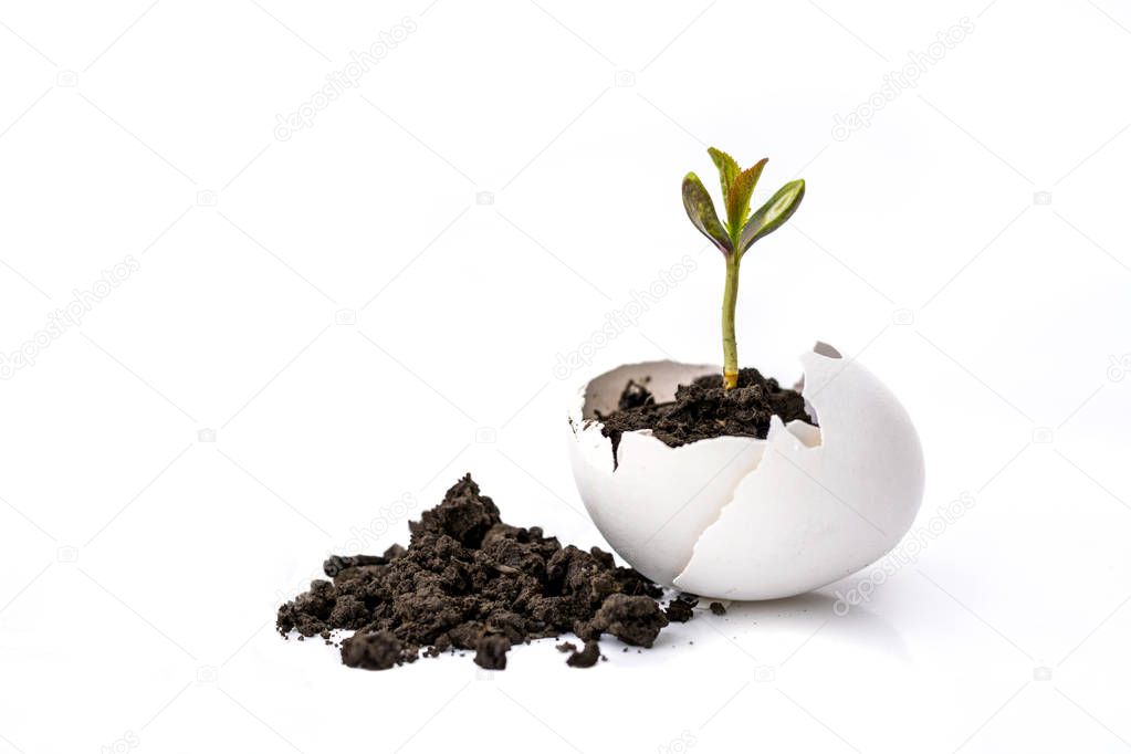 A small sprout of a tree or plant grows in the ground in an eggshell on a white background with space for text, advertising. Creative idea, copy space.