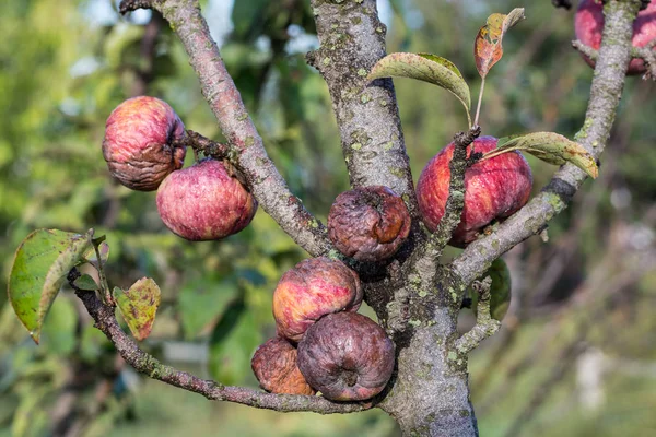 Diseased Branches Apple Tree Ripe Red Rotten Apples Closeup — Stock Photo, Image