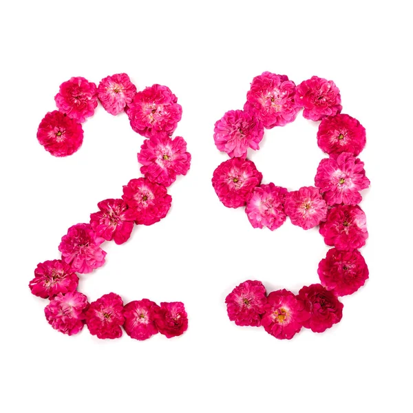 Number Flowers Red Pink Rose White Background Typographical Element Design — Stock Photo, Image