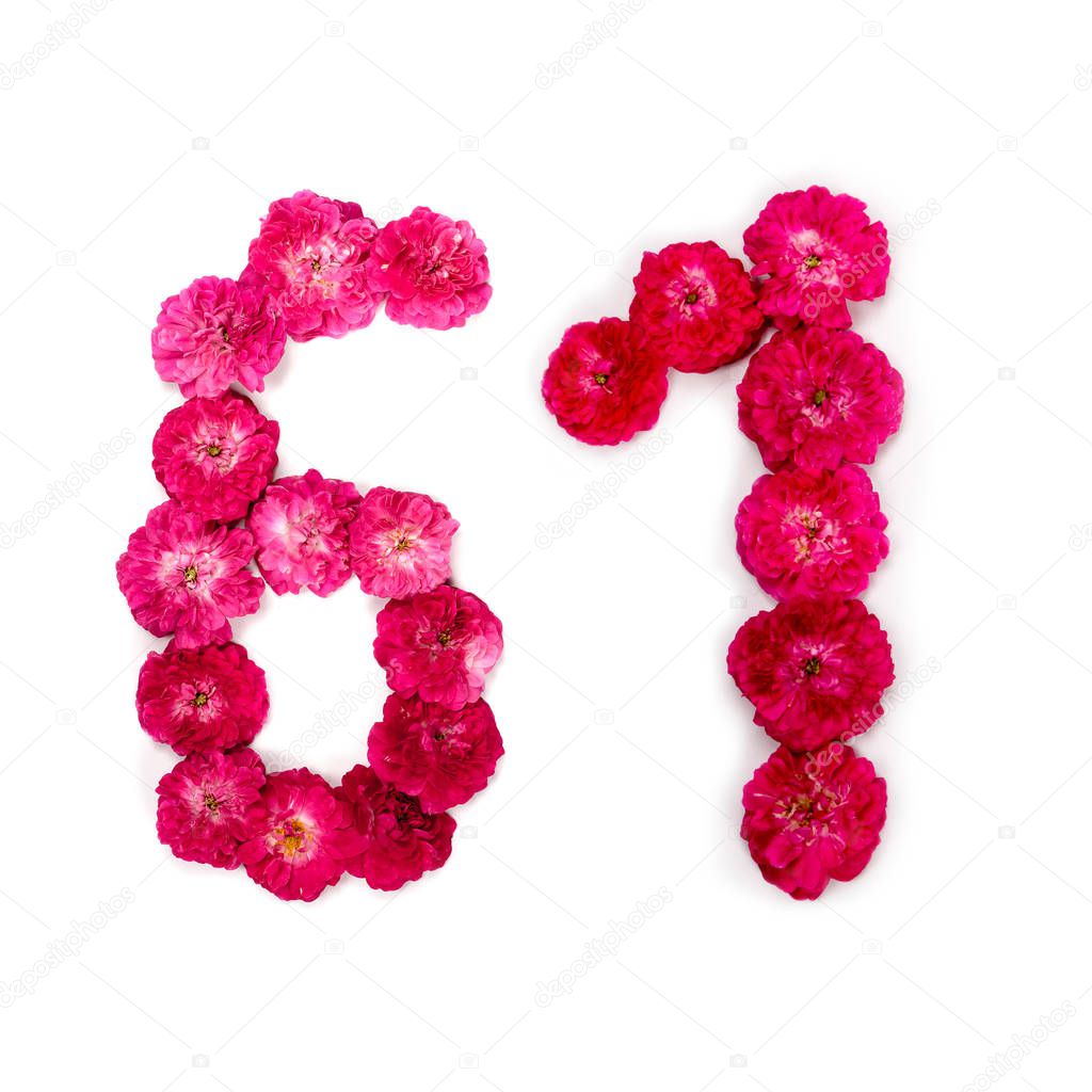 number  61 from flowers of a red and pink rose on a white background. Typographical element for design. Flower numbers, date, isolate, isolated