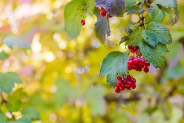 Kartopu meyveleri olgunlaşmış kümeleri ile kartopu Funda. Sonbahar arka plan, bulanıklık, bokeh, kopya alanı