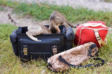Meraklı yavru kedi siyah bir çanta tırmanmak. Kamera, bir tripod ve kırmızı bir sırt çantası için çanta. Seyahat fotoğrafçı için kiti.