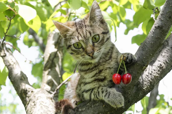 Prokládané Kříženec Kočka Sedí Větev Stromu Drží Sladké Cherry Horní — Stock fotografie