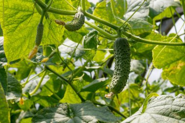 Salatalıklar serada yetişiyor. Çiçekler ve salatalık yumurtalıkları. Gherkin, turşu. Yakın plan..