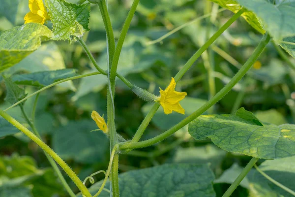 Cucumbers Growing Greenhouse Flowers Cucumber Ovaries Gherkin Pickles Close — Stock Photo, Image