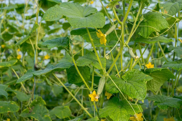Cucumbers Growing Greenhouse Flowers Cucumber Ovaries Gherkin Pickles Close — Stock Photo, Image