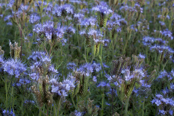 Phacelia, herbaceous bush of the family Boraginaceae, honey plant, green manure. Close-up.