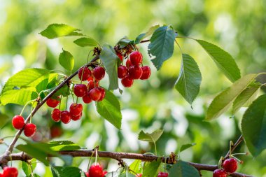 Bir sürü ağaç büyüyen tatlı kiraz olgunlaşma. Bahçecilik, Haziran