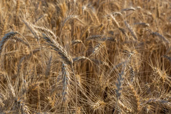 Поле Дозрівання Зерна Ячменю Жита Або Пшениці Влітку Міцний Фон — стокове фото