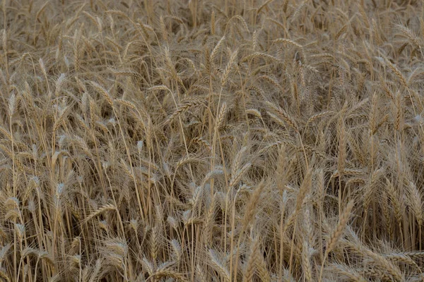 Campo Amadurecimento Grãos Cevada Centeio Trigo Verão Fundo Sólido Agricultura — Fotografia de Stock