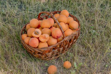 Çim zemin üzerine rattan sepet içinde kayısı hasat.