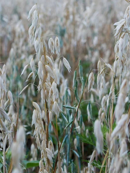 Field of growing oats in summer. Oats that grow. Close-up, Copy space