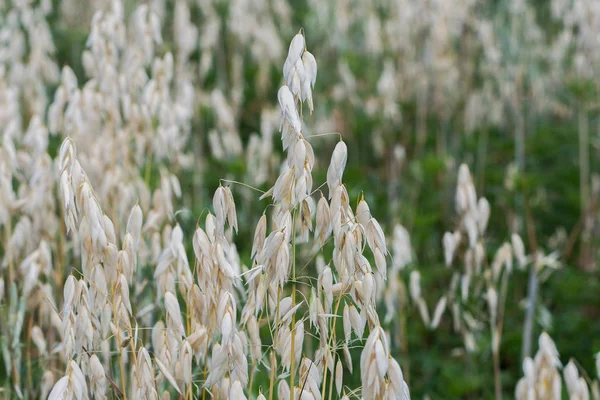 Field of growing oats in summer. Oats that grow. Close-up, Copy space
