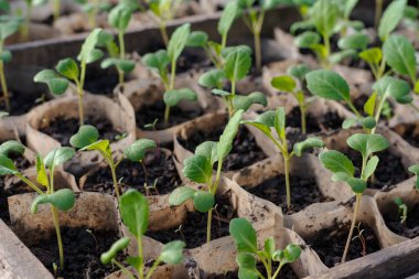 Lahana fideleri sera Şubat, Mart büyüyen ayrı tencere. Yakın çekim, yan görünüm