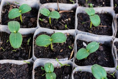 Salatalık fidan büyüyen. Fidan kutularında, büyüyen bir serada, Şubat, Mart. Üstten Görünüm, düz yatıyordu.