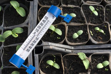 Salatalık fidan büyüyen. Termometre gösterilen 25 santigrat derece. Fidan kutularında, büyüyen bir serada, Şubat, Mart. Üstten Görünüm, düz yatıyordu.