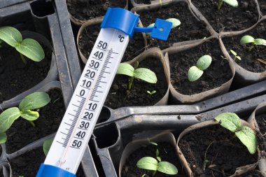 Salatalık fidan büyüyen. Termometre gösterilen 25 santigrat derece. Fidan kutularında, büyüyen bir serada, Şubat, Mart. Üstten Görünüm, düz yatıyordu.