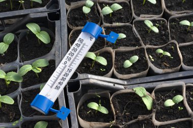 Salatalık fidan büyüyen. Termometre gösterilen 25 santigrat derece. Fidan kutularında, büyüyen bir serada, Şubat, Mart. Üstten Görünüm, düz yatıyordu.