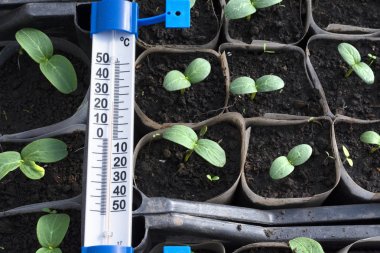 Growing cucumber seedlings. Thermometer showing 25 degrees Celsius. Seedlings in boxes, growing in a greenhouse, February, March. Top view, flat lay. clipart