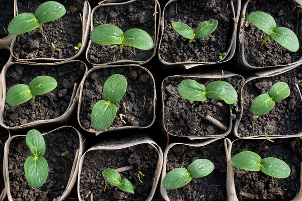 Cultivar Mudas Pepino Mudas Caixas Crescendo Estufa Fevereiro Março Vista — Fotografia de Stock