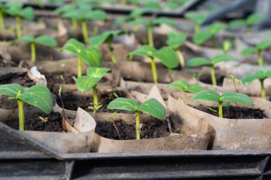 Salatalık fidan büyüyen. Fidan kutularında, büyüyen bir serada, Şubat, Mart. 