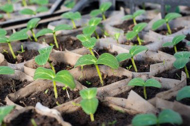 Salatalık fidan büyüyen. Fidan kutularında, büyüyen bir serada, Şubat, Mart. 