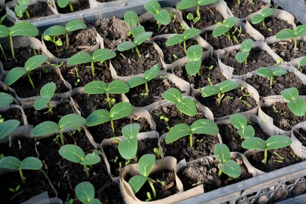 Cultivar Mudas Pepino Mudas Caixas Crescendo Estufa Fevereiro Março — Fotografia de Stock