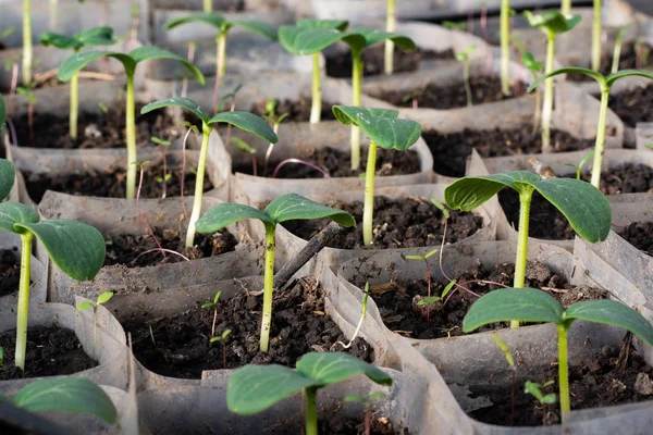 Cultivando Plántulas Pepino Plántulas Cajas Creciendo Invernadero Febrero Marzo — Foto de Stock