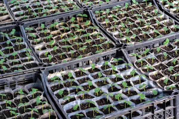 Odla Gurka Plantor Plantor Lådor Odling Växthus Februari Mars — Stockfoto