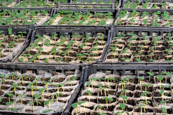 Cultivando Plántulas Pepino Plántulas Cajas Creciendo Invernadero Febrero Marzo —  Fotos de Stock