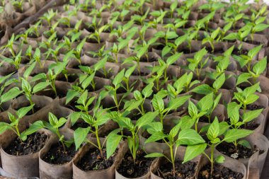Büyüyen biber fidesi. Biber fidan bir serada büyüyen küçük lahanası. Şubat, Mart. Yakın çekim