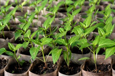 Büyüyen biber fidesi. Biber fidan bir serada büyüyen küçük lahanası. Şubat, Mart. Yakın çekim