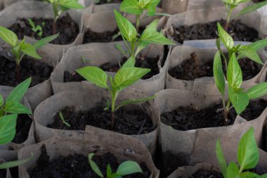 Büyüyen biber fidesi. Biber fidan bir serada büyüyen küçük lahanası. Şubat, Mart. Yakın çekim