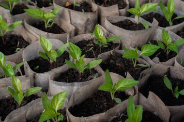 Büyüyen biber fidesi. Biber fidan bir serada büyüyen küçük lahanası. Şubat, Mart. Yakın çekim