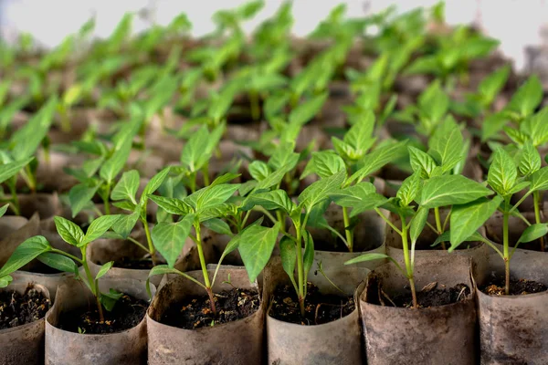 Growing Pepper Seedlings Small Sprouts Pepper Seedlings Growing Greenhouse February — Stock Photo, Image