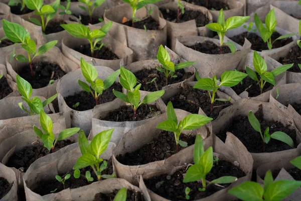 Cultivando Plántulas Pimienta Pequeños Brotes Plántulas Pimienta Que Crecen Invernadero — Foto de Stock