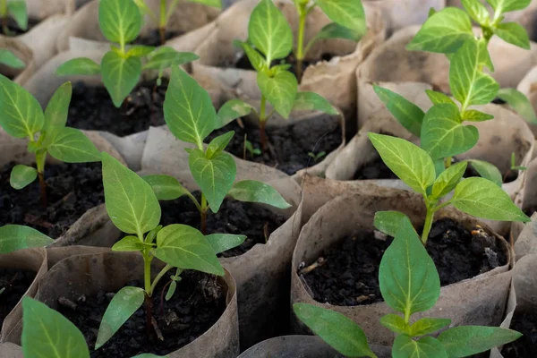 Cultivando Plántulas Pimienta Pequeños Brotes Plántulas Pimienta Que Crecen Invernadero — Foto de Stock